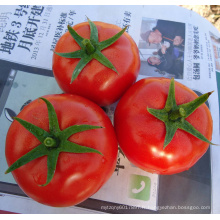 HT25 Bagai grande croissance déterminée f1 hybride chinois légumes tomate graines